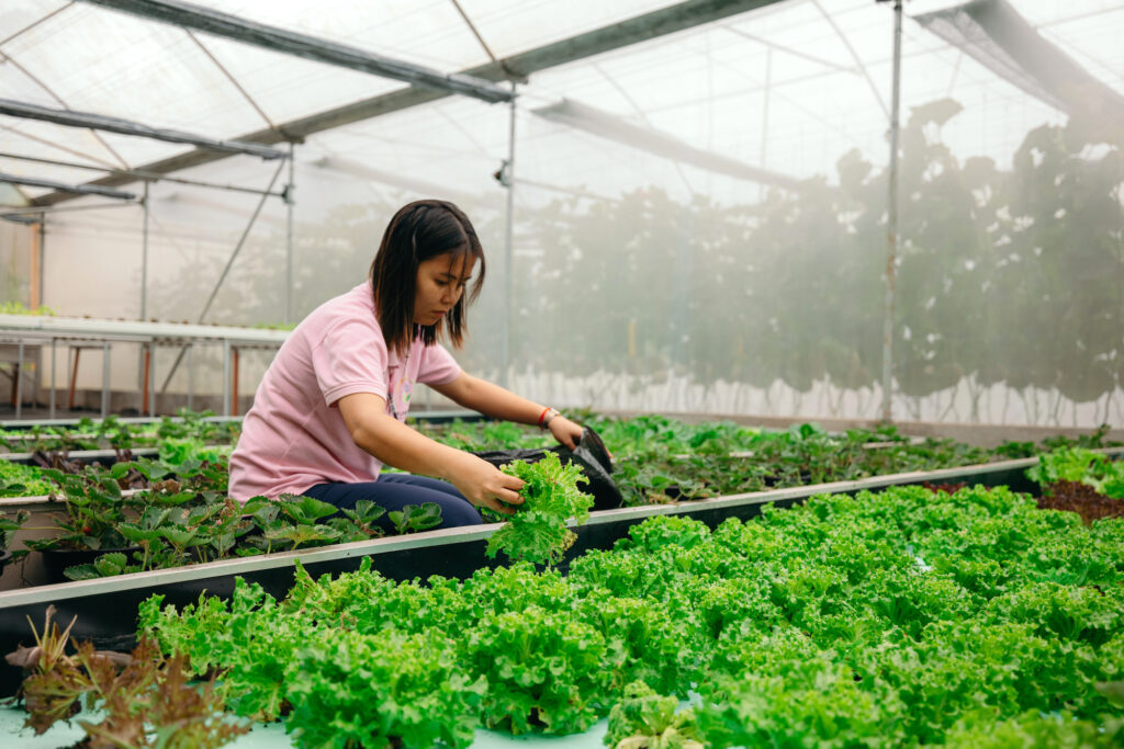 Bukid Amara agriculturist Lady Lee Alcala (or Dilay, for short) harvests lettuce early in the morning