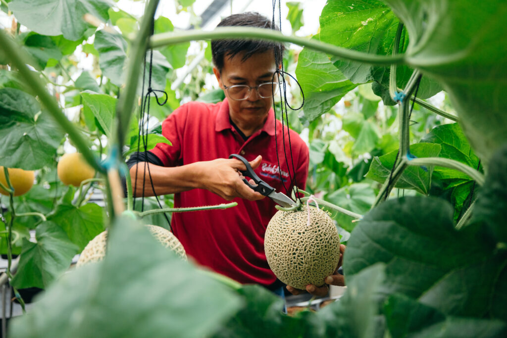 High-value crops like melons are very sensitive to pests and plant diseases, but when done right, the rewards to reap run high
