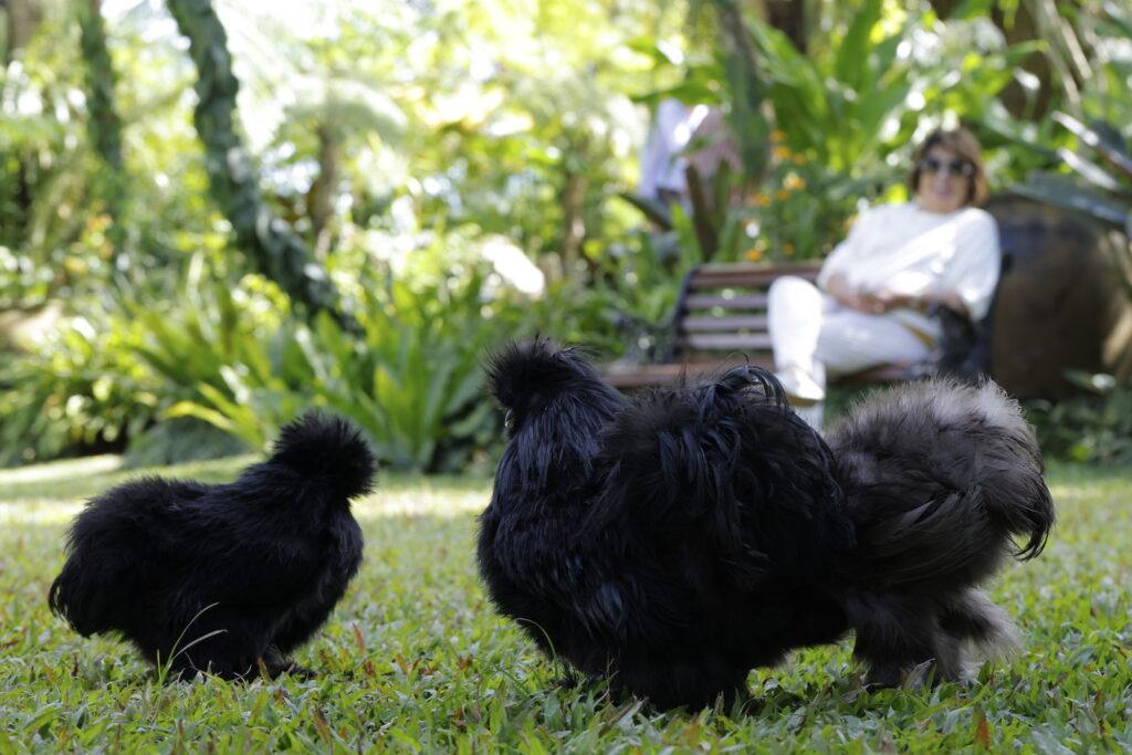 Say hi to the three resident American Silkie chickens Tina, Ike, and Gonzo 