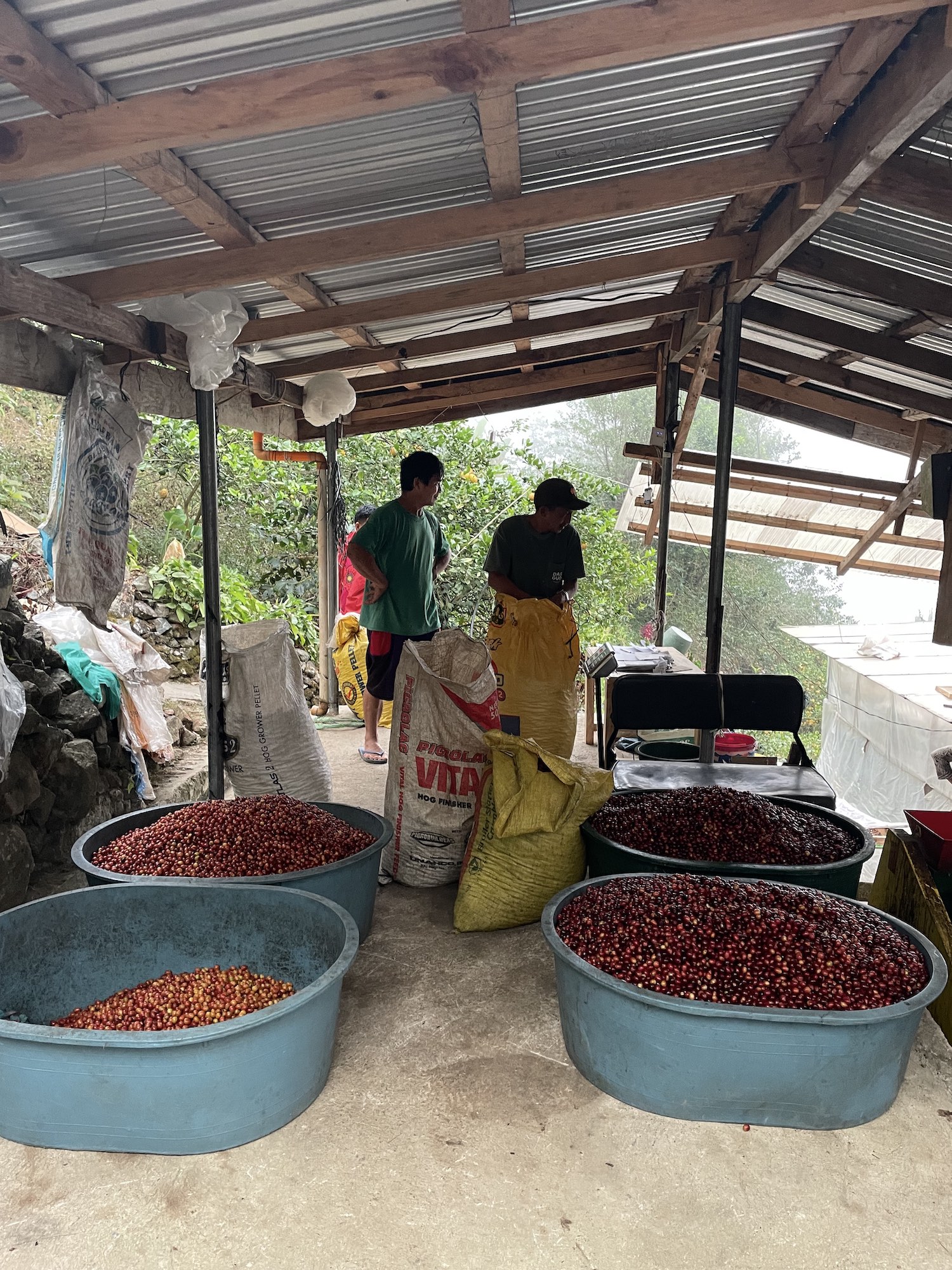 Farmers at Sitio Belis sort the freshly picked cherries into tubs
