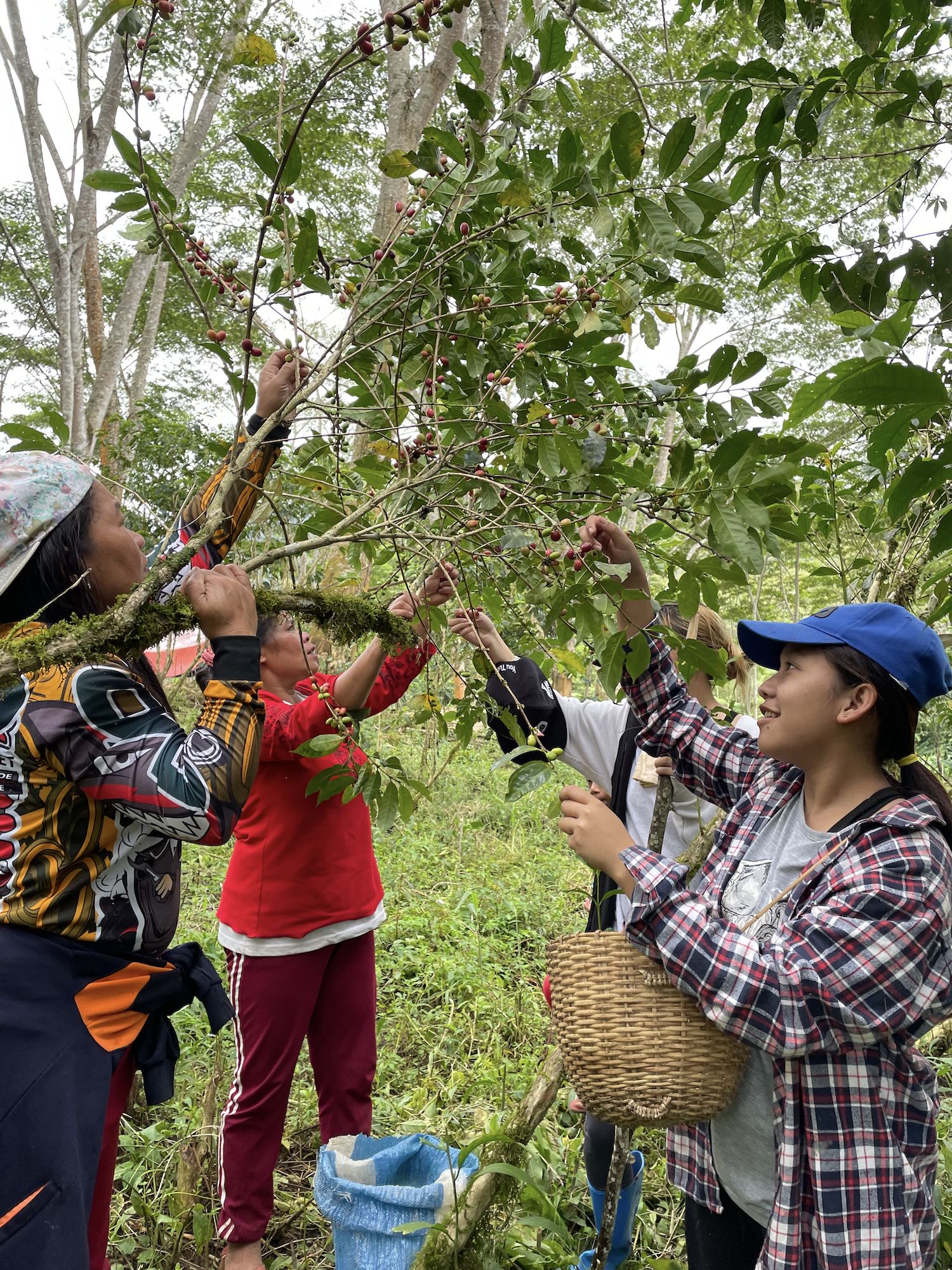 Farmers of Sitio San Roque picking ripe coffee cherries from the tree