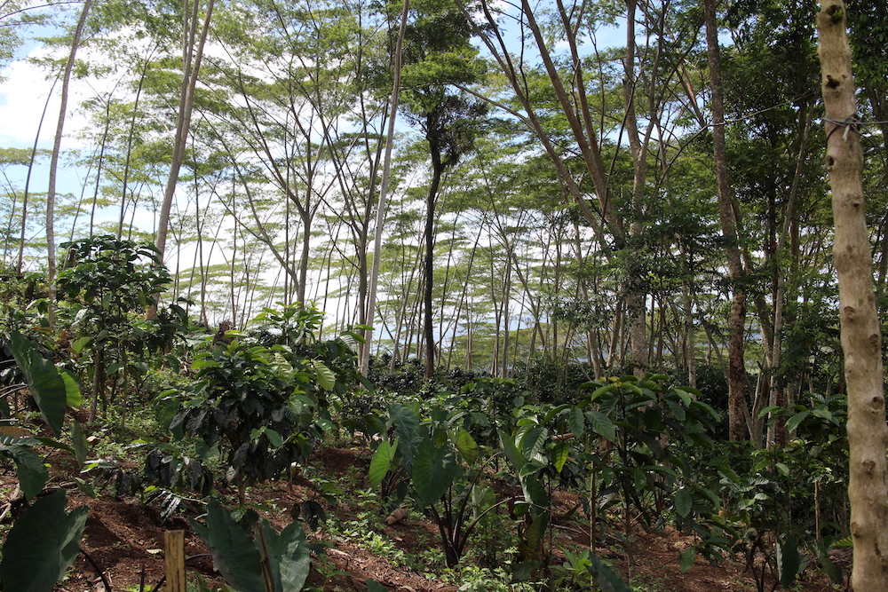 The coffee plantation in Sitio San Roque