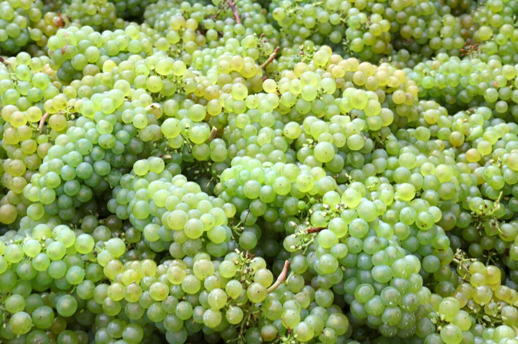 Chardonnay grapes are seen after being picked during harvest at one of English wine producer Chapel Down's vineyards, near Maidstone in southern Britain | Photo by Toby Melville/Reuters