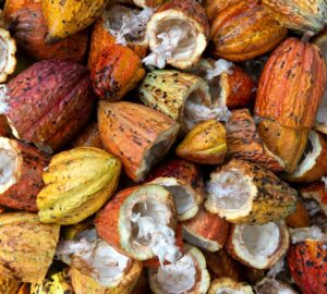 In these ancient times, cacao was consumed as a beverage or an ingredient with other foods