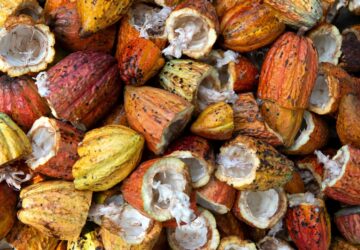 In these ancient times, cacao was consumed as a beverage or an ingredient with other foods